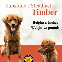 Timber - Companion Cross
