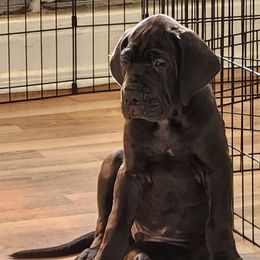 Shadow - Black Great Dane puppy in Bay Shore, New York from Gentle Giant Companions