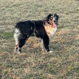 Kash - Australian Shepherd