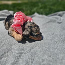 Starlet - Merle female Cavapoo puppy in Decatur, Illinois from Petite Pups