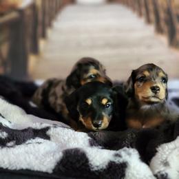 Dachshund and Miniature Australian Shepherd Puppies from Southern Charm Kennels