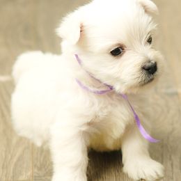 Purple - White female West Highland White Terrier puppy in Bessemer City, North Carolina from JJs Puppies of the Carolinas