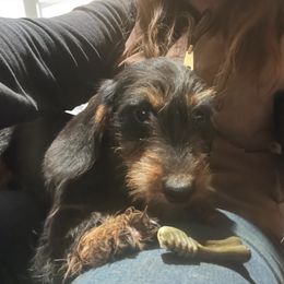 Hazel - Dachshund
