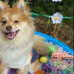 Pomeranians from Clara’s Kennel