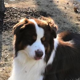 Australian Shepherds and Pyrenean Shepherds from Coolmoor