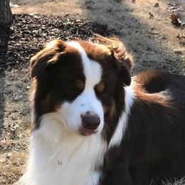 Australian Shepherds and Pyrenean Shepherds from Coolmoor
