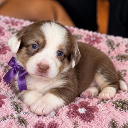 North 'Star' - Liver and white female Cardigan Welsh Corgi puppy in Denham Springs, Louisiana from Haggard Family Corgis