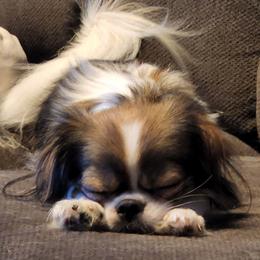 Bunny - Japanese Chin