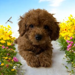 Buddy - Red male Cavapoo puppy in Miami, Florida from Mario’s Pups