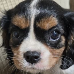 Archer - Tri-color male Cavalier King Charles Spaniel puppy in Springfield, Missouri from Caney Mountain Cavaliers LLC
