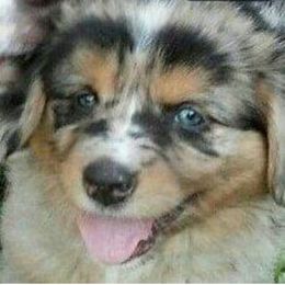 Aussiedoodle, Australian Shepherd, and Toy Australian Shepherd Puppies from Tumblin T Aussies and Aussiedoodles