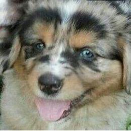 Aussiedoodle, Australian Shepherd, and Toy Australian Shepherd Puppies from Tumblin T Aussies and Aussiedoodles
