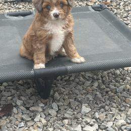 Boy 1 - Red tri-color male Aussiedoodle puppy in Hillsboro, Illinois from Perfect Paws Puppies