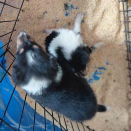 Reserved May B larger girl - Black white and tan female Collie puppy in St Stephens, Wyoming from Desert Kennels