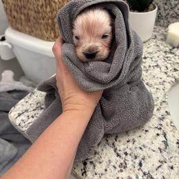 Golden Retriever Puppies from Suncoast Goldens