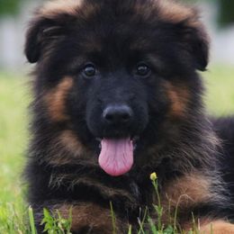 Belgian Malinois and German Shepherds from Haus Amberg Shepherds