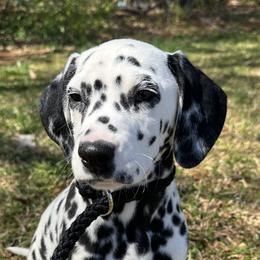Dalmatian and Poodle Puppies from Cotton Top