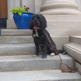 Amanda - Black and white female Portuguese Water Dog puppy in Williamsport, Pennsylvania from Petersheim Porties