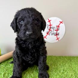 Kung Fu Panda - Black male Labradoodle puppy in Adams, Nebraska from Boxcar Doodles and Poodles