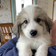 Joshua - White and badger male Great Pyrenees puppy in Cincinnati, Ohio from Yelah Pyrenees