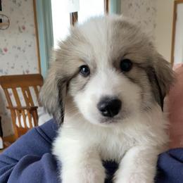 Joshua - White and badger male Great Pyrenees puppy in Cincinnati, Ohio from Yelah Pyrenees