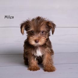Yorkshire Terrier Puppies from Our Yorkie Corner