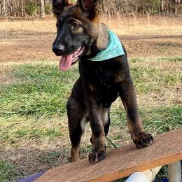 German Shepherd Puppies from Validus Pastoris Kennels