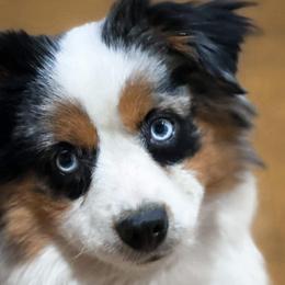 Miniature Australian Shepherds and Toy Australian Shepherds from Willow Lane Ranch