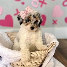 Ashira - Merle female Sheepadoodle puppy in Spanish Fork, Utah from Maplesierradoodles