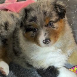 Dottie - Blue merle female Australian Shepherd puppy in California, Kentucky from R and B Aussies