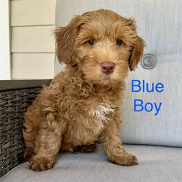Blue Boy - Caramel male Australian Labradoodle puppy in Napa, California from Napa Valley Australian Labradoodles