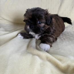 Bandit - Red male Shih Tzu puppy in Kettering, Ohio from The Ruff Life Tribe