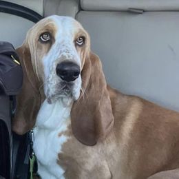 Jonny cash - Basset Hound