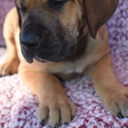Pink Collar Fawn Female - Great Dane puppy from Texas Blue Danes