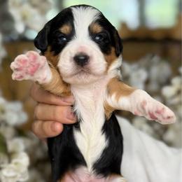 Mason - Tri-color male Bernedoodle puppy in Yuciapa, California from AlltheDoodlez_