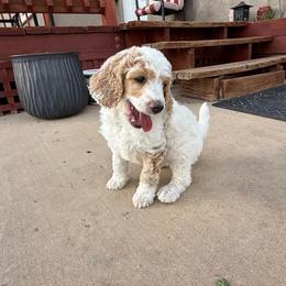 Daisy - Parti female Poodle puppy in Peyton, Colorado from Fuzzybottoms Ranch LLC