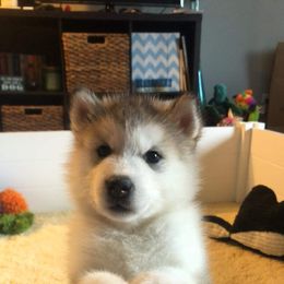 Alaskan Malamute Puppies from Sigma Alaskan Malamutes