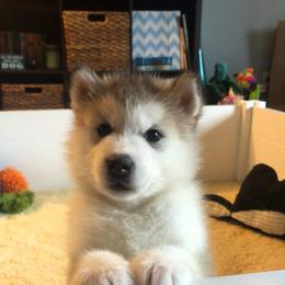 Alaskan Malamute Puppies from Sigma Alaskan Malamutes