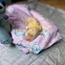 Leroy - Cream male Whoodle puppy in Gladewater, Texas from Kalin’s K9s
