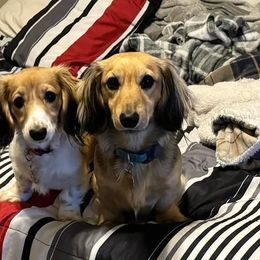 Dachshund All Grown Up from Lone Star Longhair Dachshunds