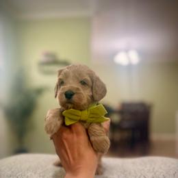 Green collar boy - Apricot male Goldendoodle puppy in Dupont, Washington from Willow Tree Doodles