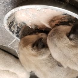 Pug Puppies from KNGZ Kennel