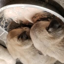 Pug Puppies from KNGZ Kennel