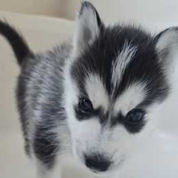 Pomsky Puppies from Peoria Pomskies
