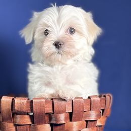 Maltese from Adorable Maltese Puppies