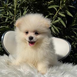Dembele - White male Pomeranian puppy in Los Angeles, Santa Clarita, California from LT_Poms