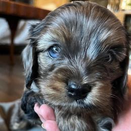 Boy 2 - Cavapoo puppy from Southern Charm Cavapoos