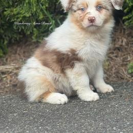 Waffles - Red merle female Australian Shepherd puppy in Chehalis, Washington from Wandering Acres Ranch