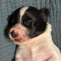 Boy - White and black male Papillon puppy in Frostproof, Florida from Sequence Papillon