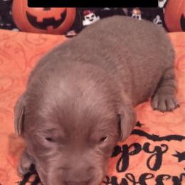 Elmer - Silver male Dilute Retriever puppy in Madras, Oregon from GT Labradors